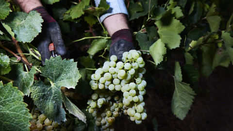 Detalle de las manos de un vendimiador recogiendo uvas en una imagen de archivo del  23 de agosto de 2022, en Carrión de los Céspedes, Sevilla.