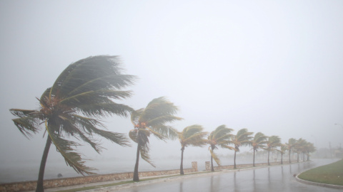 El viento agita las palmeras de Caibarien antes de la llegada del huracán Irma a Cuba. / REUTERS