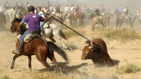 Celebración del Toro de la Vega. AFP