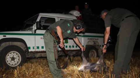 Agents Rurals cacen un porc senglar en una batuda. FOTO: Agents Rurals