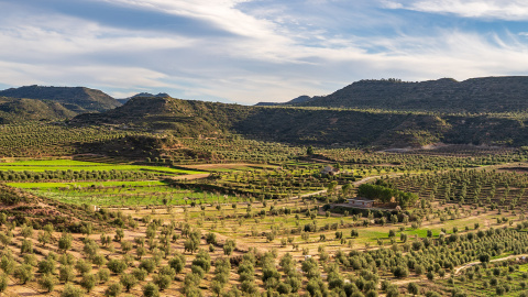 Olivers de la comarca de les Garrigues, una postal habitual