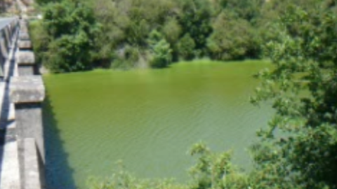 31/8/22 "Sopa verde" de cianobacterias en el embalse de As Conchas, en la comarca de A Limia (Ourense).