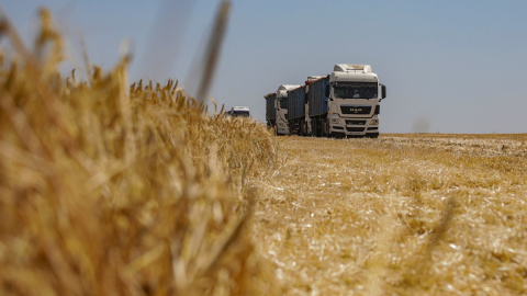 Cereal en un campo durante la cosecha, en medio del ataque de Rusia a Ucrania, en la región de Odesa, a 23 de junio de 2023