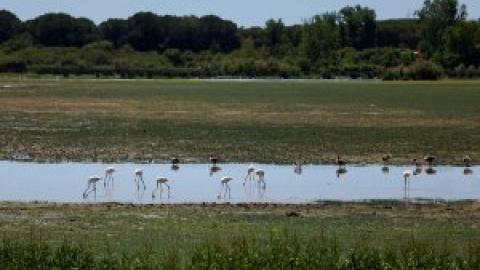 Preocupación en la Unesco por Doñana: estudia incluir el humedal en la lista de patrimonio en peligro