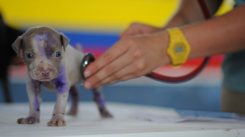 ¿Existen ayudas públicas para financiar las vacunas y cuidados médicos de nuestro perro?