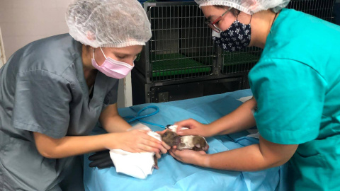 05/07/2023 - Dos veterinarias atienden a un cachorro tras un parto.