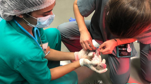 04/07/2023 - Dos veterinarias clínicas atienden a un cachorro recién nacido.