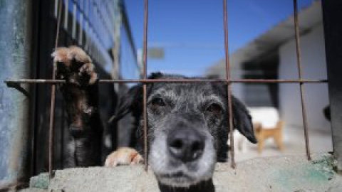 El Gobierno canario permitirá la caza de perros, gatos y hurones asilvestrados