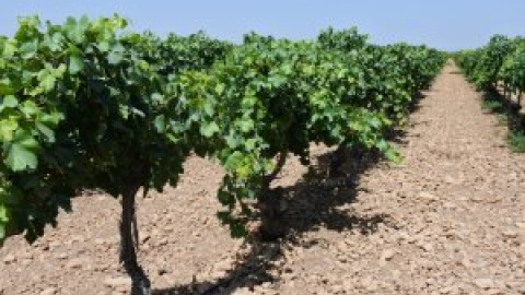 Un agricultor de 46 años muere en la provincia de Ciudad Real por un golpe de calor mientras trabajaba en una viña