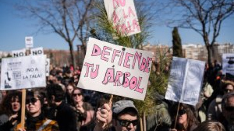 Los vecinos se rebelan contra Ayuso por otra tala masiva: "Cortan árboles antes que cerrar el tráfico"