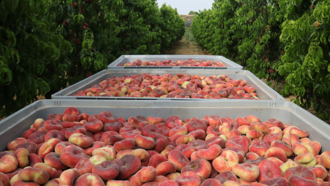 Préssecs plans en una explotació fruitera d'Alcarràs