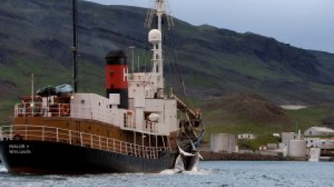 Islandia suspende de forma temporal la caza de ballenas por un informe crítico