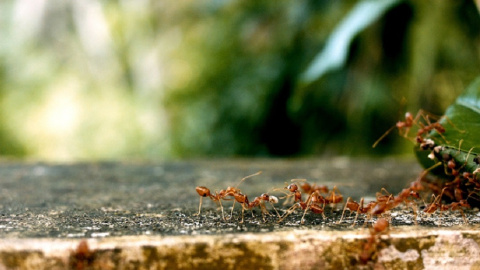 Varias hormigas, en una imagen de archivo tomada en la naturaleza.- Pixabay