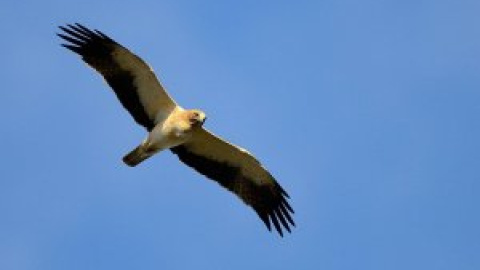 La acumulación de pesticidas reduce la capacidad reproductiva del águila calzada en Doñana