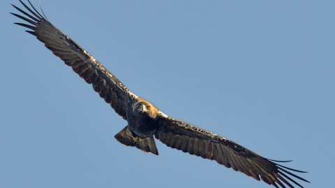 Águila imperial en vuelo.