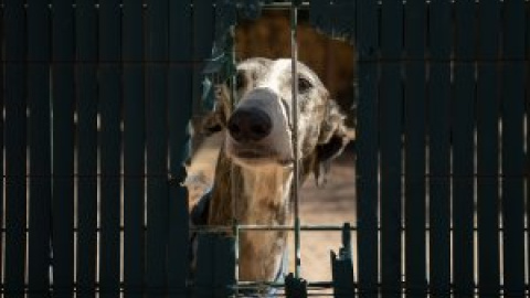 Los perros sin ley: malheridos, sin hogar y sin derechos