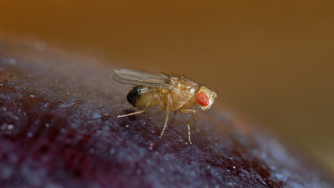 Una mosca de la fruta (Drosophila melanogaster)