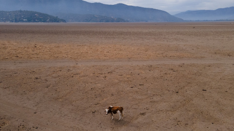 Imagen que muestra a una vaca caminando en el lago Aculeo (Chile), seco desde 2018.