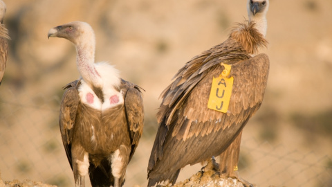 Más de 5.000 parejas reproductoras de buitre leonado, que suponen el 15% de las existentes en Europa, nidifica en Aragón/ARAGONHOY.NET