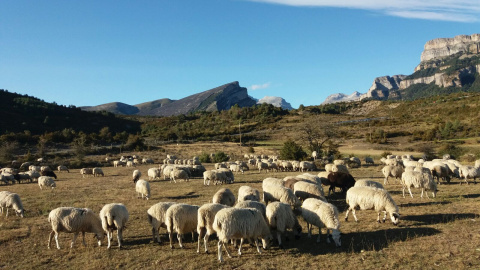 Algunos ganaderos optan por llevar sus rebaños a las inmediaciones de ríos y pantanos "para que al menos beban, ya que apenas tienen nada que comer"