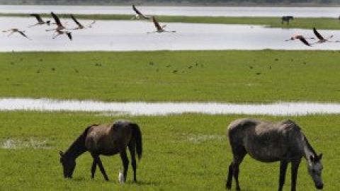 El declive de Doñana hiere de gravedad las poblaciones de aves, anfibios y depredadores