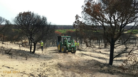 Un tractor en labores de recuperación de una zona quemada de Doñana.