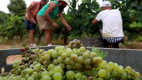 Verema a vinyes del Penedès.