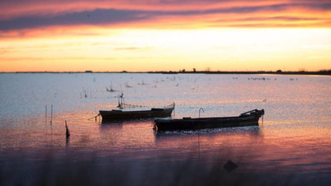 La belleda del Parc Natural del Delta de l'Ebre