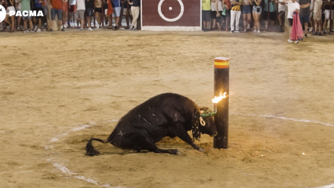 Imagen del evento donde un toro se choca contra un toril, en Oropesa del Mar (Castelló).