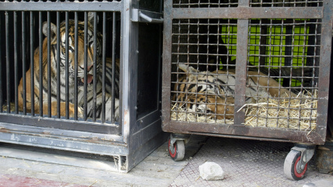 Dos de los siete tigres que ha donado el circo español. EFE