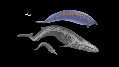 02/08/2023 Modelo en 3D del coloso Perucetus, junto con el de un pariente cercano más pequeño (Cynthiacetus peruvianus) y la ballena azul de Wexford