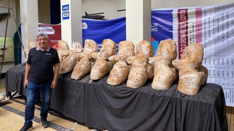 02/08/2023 Uno de los investigadores posa con los fósiles para la exhibición organizada en el Museo de Historia Natural de Lima (Perú).