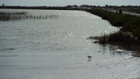 Plano general de las Salinas del Mar Menor, en San Pedro del Pinatar, a 9 de agosto de 2021, en Murcia (España).