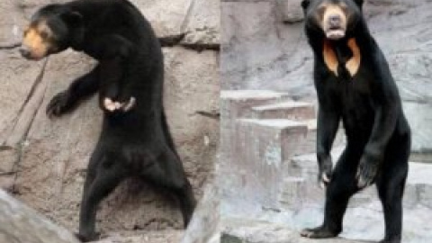 Un oso es un oso (o puede que no): confunden a uno con un actor disfrazado en un zoo de China