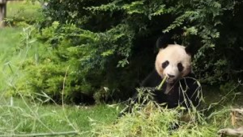 El primer oso panda nacido en Francia viaja a China