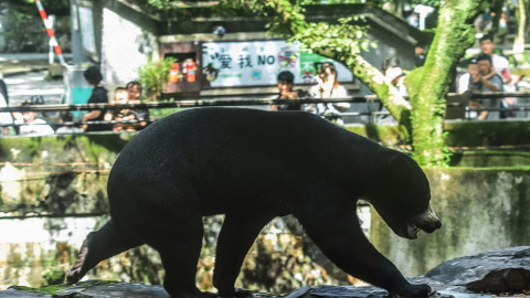 El oso del zoo de Hangzhou, en China, que atrae turistas porque se confunde con un humano, a 1 de agosto de 2023