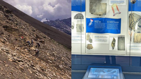 03/08/2023 Trabajo de campo en el Esquisto de Burgess en el Parque Nacional de Yoho durante 1992, y exposición de ‘Burgessomedusa phasmiformis’ en el Museo Real de Ontario