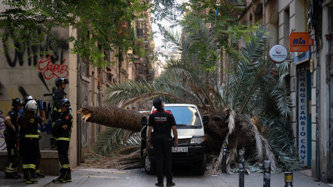 Bomberos y Mossos d'Esquadra acuden al Raval de Barcelona donde ha caído una palmera a una mujer, a 3 de agosto de 2023, en Barcelona, Catalunya (España).