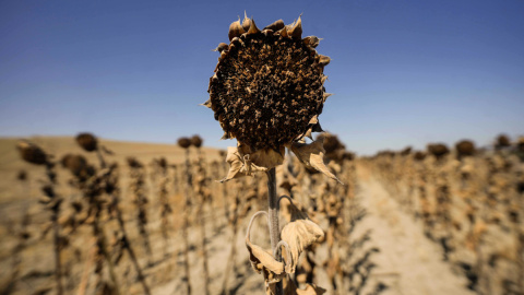 25/07/2023.- Vista de unos girasoles secos sin recoger en una finca de la provincia de Córdoba este martes.