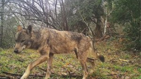 El Principado crea un teléfono 24 horas para informar de daños provocados por la fauna salvaje