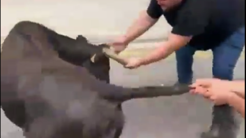 Captura del evento taurino en Estella (Navarra).