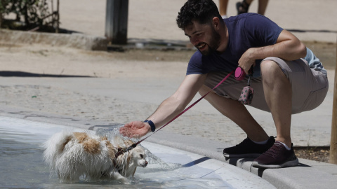 06/08/2023 - Uno perro se refresca en una fuente en Madrid con el calor en continuo ascenso, a 6 de agosto de 2023.