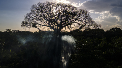 08/08/2023 Fotografía de un árbol en una zona de la floresta Amazónica, el 6 de agosto de 2023, en el estado de Pará, norte de Brasil.