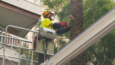 Revisió preventiva d'una palmera datilera de Barcelona