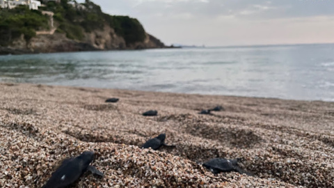 Exemplars de tortuga careta a Begur