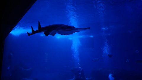 El Acuario de Sevilla, que lidera el proyecto de divulgación 'La guitarra del mar', conserva dos ejemplares adultos y dos crías de pez guitarra gigante, que puede llegar a medir hasta dos metros y medio