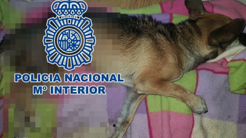 Foto de uno de los perros maltratados facilitada por la Policía Nacional de La Laguna.