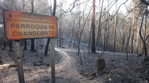 Zonas siniestradas de los montes gallegos, en la aldea de Chandebrito en Nigrán (Pontevedra). - SALVADOR SAS (EFE)