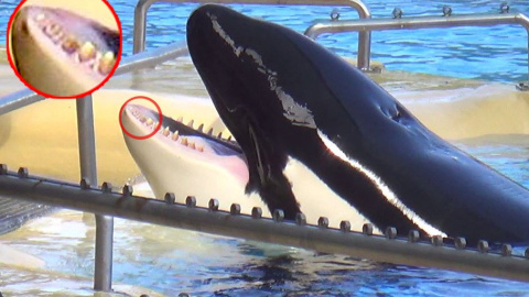 Foto difundidas por PETA de las orcas del Loro Parque de Tenerife