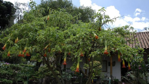 La planta de la burundanga. EFE